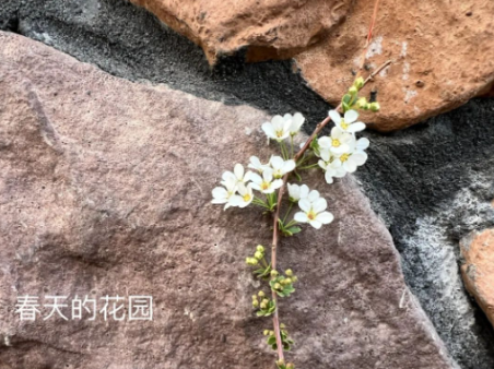 肥多多《春天的花園》作品征集活動作品大賞，一起來看看