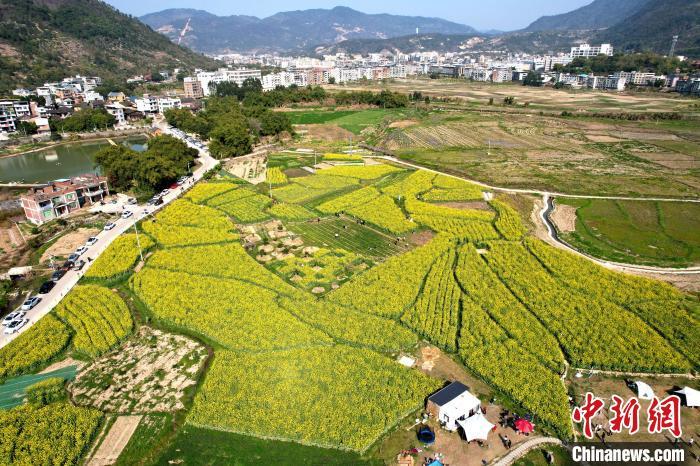 空中俯瞰美麗的油菜花海。　王東明 攝